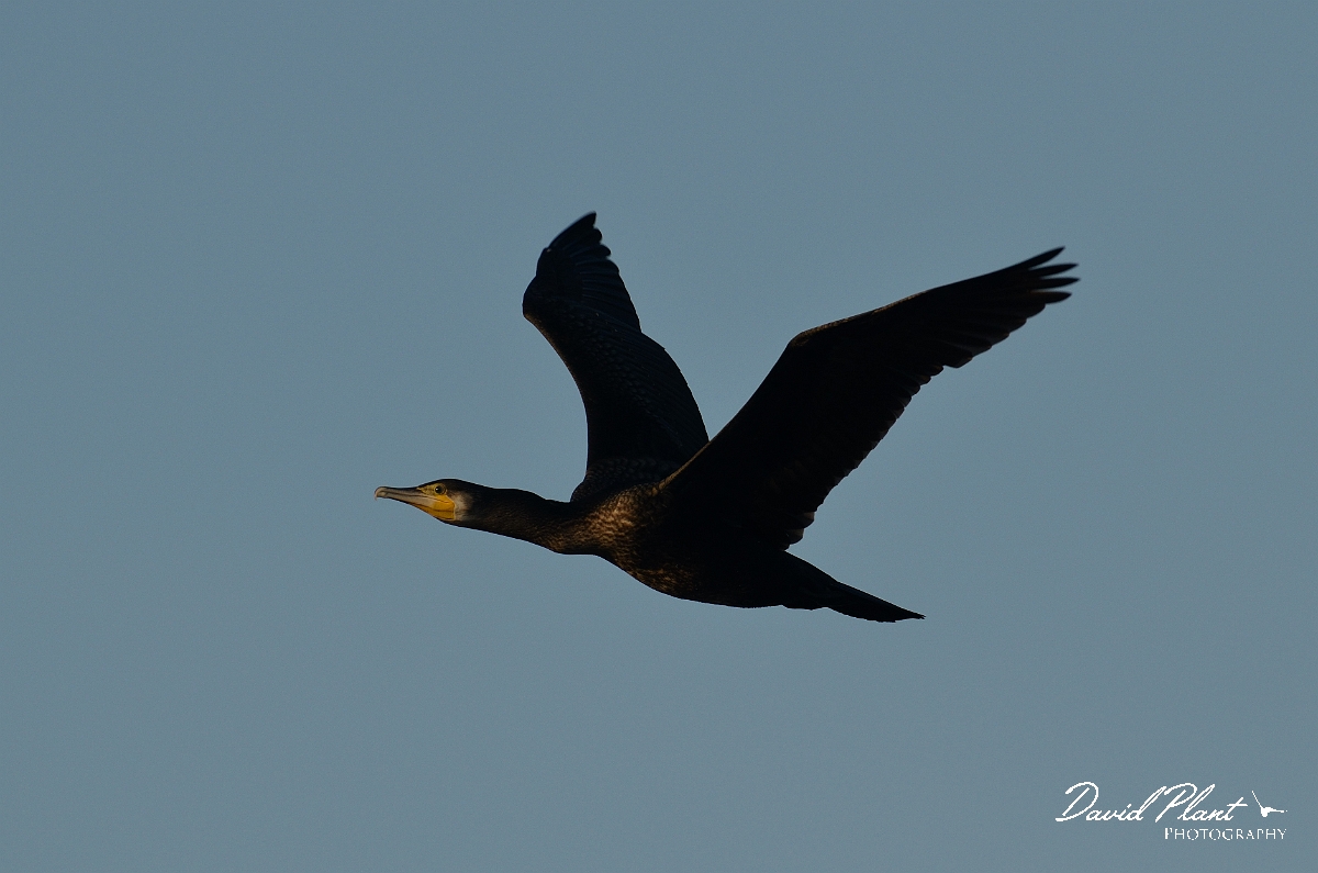David Plant Photography - Wildlife Photography - Cormorant - J.jpg - Cormorant in flight - Norfolk